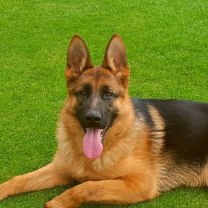 Meet your Posher, Guillerm